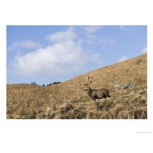  Highland Red Deer Stag Against Backdrop of Tussock Grass 