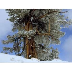 Bristlecone Pine Tree Blanketed in Snow, California Photographic 