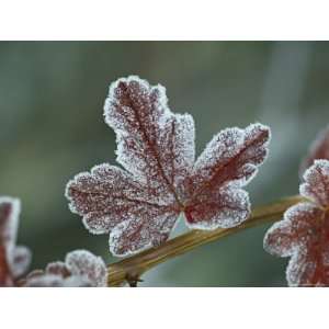 Frosty Leaf, Near Ouray, Colorado, United States of America, North 