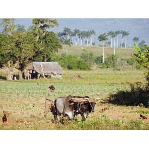  Ploughing His Field With Oxen, UNESCO World Heritage Site, Vinales 