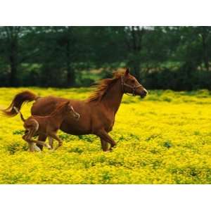 Arabian Foal and Mare Running Through Buttercup Flowers, Louisville 