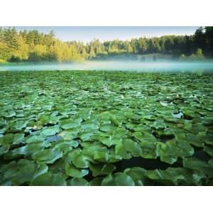 Fowlers Pond Preserve, Orcas Island, Washington, USA Photographic 