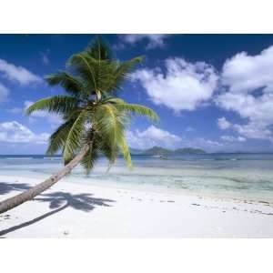  Leaning Palm Tree and Beach, Anse Severe, Island of La 