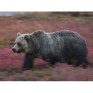  A brown bear hunts for fruit in a blueberry patch 
