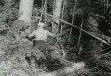 Historic Forestry & Logging Films on DVD Redwood Lumber Trees Timber 