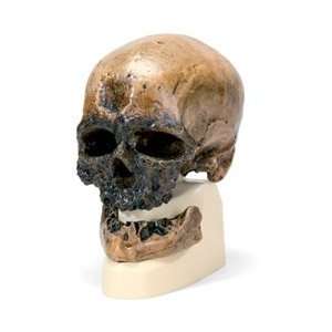 Anthropological Skull Model   CrÃƒÂ´ Magnon  