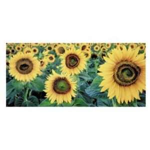  Tim Gartside   Sunflowers