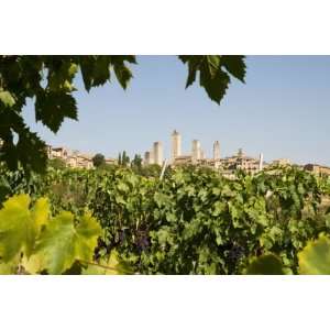  Towers of San Gimignano with Grapevines Producing Vernaccia 