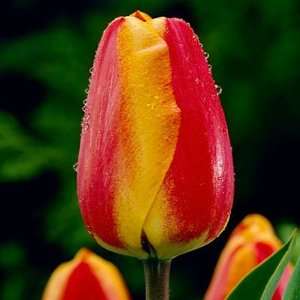  Darwin Tulip Bulbs Apeldoorn Elite Patio, Lawn & Garden