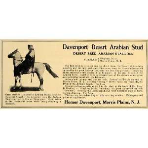  1907 Ad Homer Davenport Desert Arabian Stud Horses 