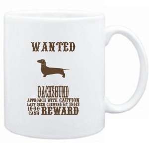   White  Wanted Dachshund   $1000 Cash Reward  Dogs