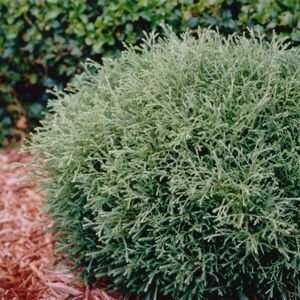  ARBORVITAE MR. BOWLING BALL / 1 gallon Potted Patio 