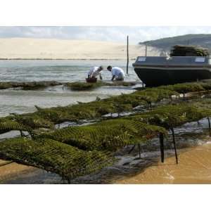  Oyster Fishermen Grading Oysters, Bay of Arcachon, Gironde 