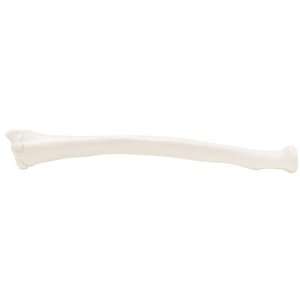 3B Scientific A45/3L Plastic Left Human Radius Bone Model  