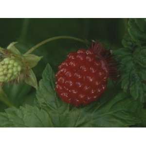 Ripe Red Salmon Berry Lies on a Leaf Next to a Green Immature Berry 