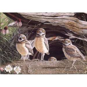Neal Anderson   Wheres Ma? Burrowing Owls 