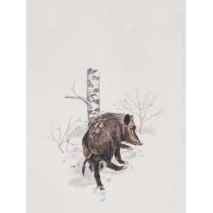  Wild Boar (Sus Scrofa) Walking in Snow, Illustration 
