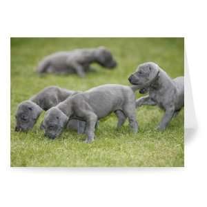  Four of the 15 puppies born in Urmston   Greeting Card 