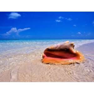  Conch at Waters Edge, Pristine Beach on Out Island, Bahamas 