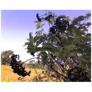  3 Black Elderberry 1 2 bareroot tree Patio, Lawn 