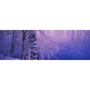 Birch Tree at a Riverside, Vuoksi River, Imatra, Finland by Panoramic 