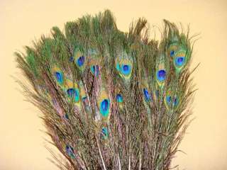 20 peacock eye tail feather 100% natural 10 12inch  
