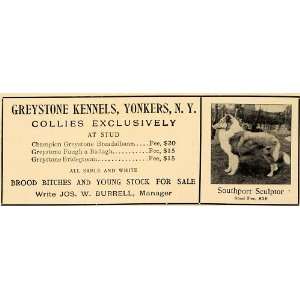  1906 Ad Greystone Kennels Yonkers New York Collies Dog 