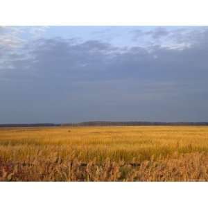  View of an Expanse of Marsh Grass in Bombay Hook National 