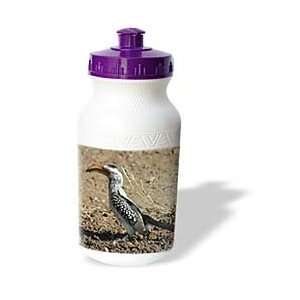   Birds   South African Hornbill   Water Bottles