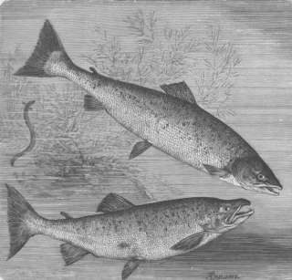 FISH Salmon and sea trout, antique print, 1896  