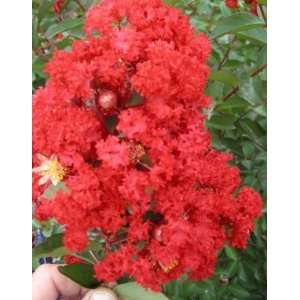  WHITCOMB CRAPEMYRTLE RED ROCKET / 3 gallon Potted Patio 