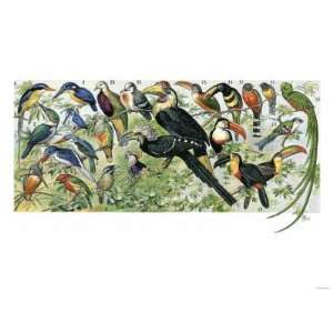 Quetzal, Toucans, and Other Tropical Birds Premium Poster Print, 24x32 