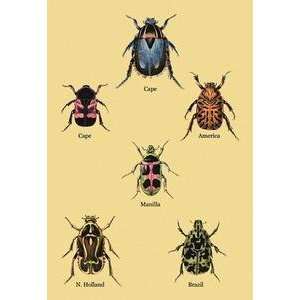 Vintage Art Beetles of Cape, America, Manilla, N. Holland and Brazil 