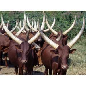  Horned Ankole Cattle are Prized Among the People of Southwest Uganda 