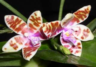 Phalaenopsis mariae Fragrant Species Orchid Plant  