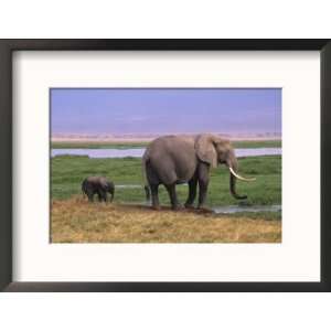  Kenya, Amboseli National Park, Elephant with Offspring Photos To Go 