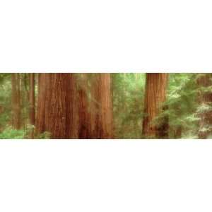  Redwood Trees, Muir Woods, California, USA Photographic 
