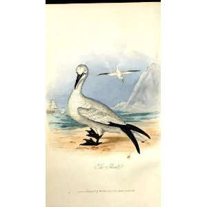  The Gannet Feathered Tribes 1841 Mudie Birds