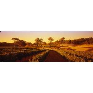  Settlers Ridge Organic Vineyard, Cowaramup, Shire of 