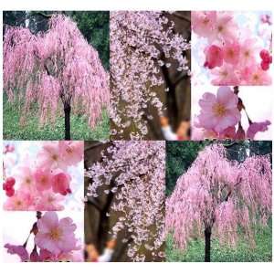  50 x JAPANESE Weeping Cherry Tree Seeds   EXCELLENT BONSAI 