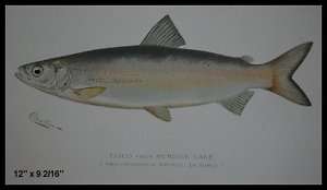 1890S DENTON FISH PRINT CISCO FROM HEMLOCK LAKE  