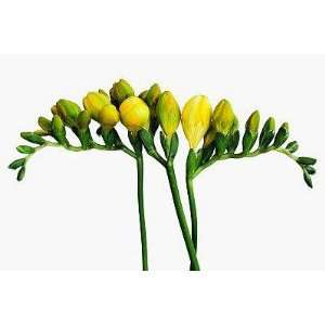  Freesia   Peel and Stick Wall Decal by Wallmonkeys