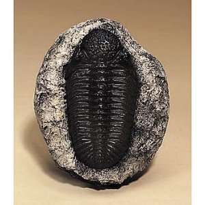  Giant Trilobite Replica Industrial & Scientific