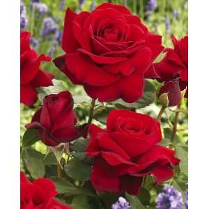    Arctic Flame Sub Zero Rose By Collections Etc Patio, Lawn & Garden