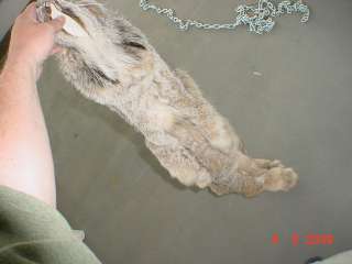 Canadian Lynx pelt tanned wild fur trapped hide/skin  