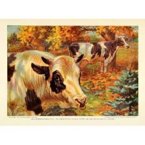 1925 Print Holstein Friesian Cattle Cow Breed Herd Wildlife Edward 