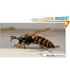 Beekeeping as a hobby or a business for beginners Ken Adam  