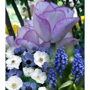   Blue Garden 50 Bulbs Tulips/Anemone/Hyacinth Patio, Lawn & Garden