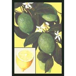  Vintage Art Lemon   08641 6