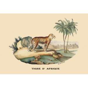  Tigre dAfrique (Tiger) 16X24 Canvas Giclee